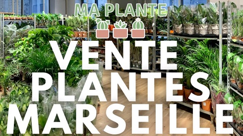 https://the-place-to-be.fr/wp-content/uploads/2021/09/vente-plantes-marseille-ma-plante-2408bd94.jpg