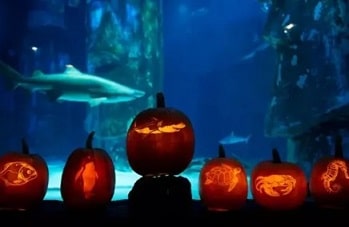 L'aquarium Sea Life Val d'Europe fête Halloween - 77700 Serris - Tout public