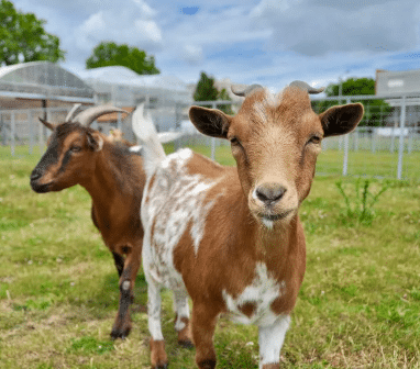 https://the-place-to-be.fr/wp-content/uploads/2026/10/visite-ferme-Saint-Denis-activite-sortie-enfant.png
